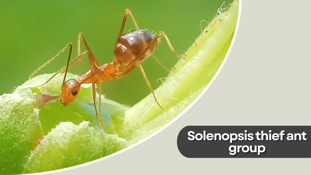 Solenopsis thief ant group