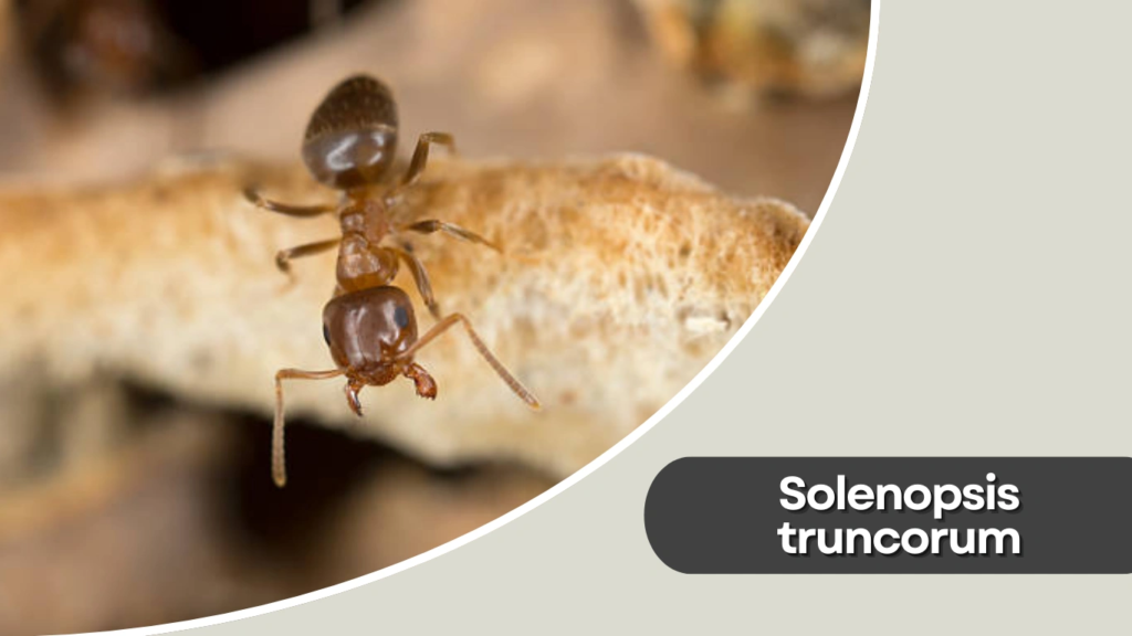 Solenopsis truncorum