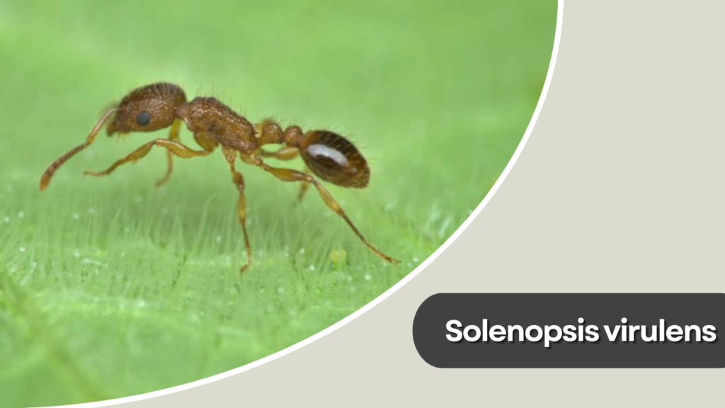 Solenopsis virulens