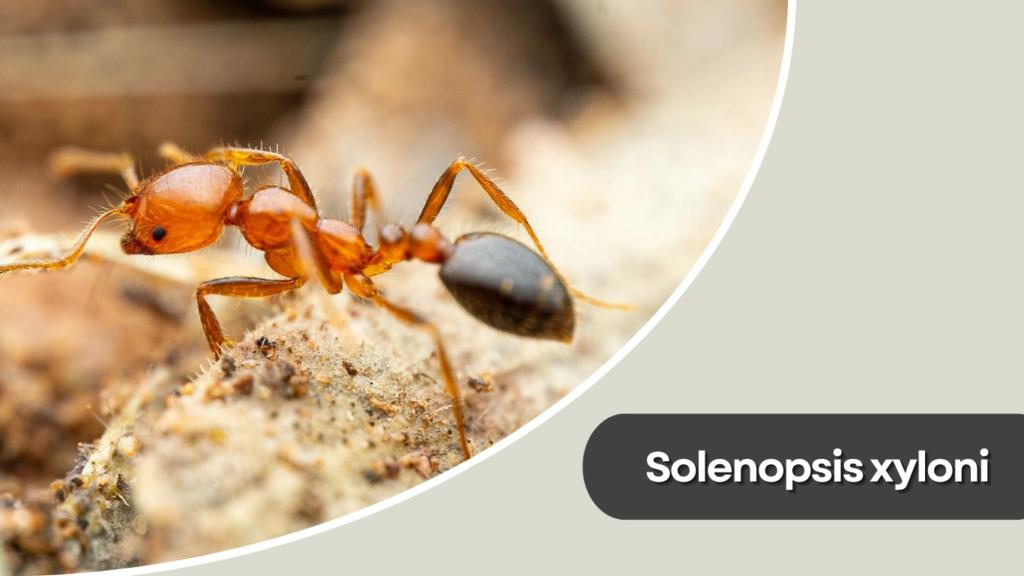 Solenopsis xyloni