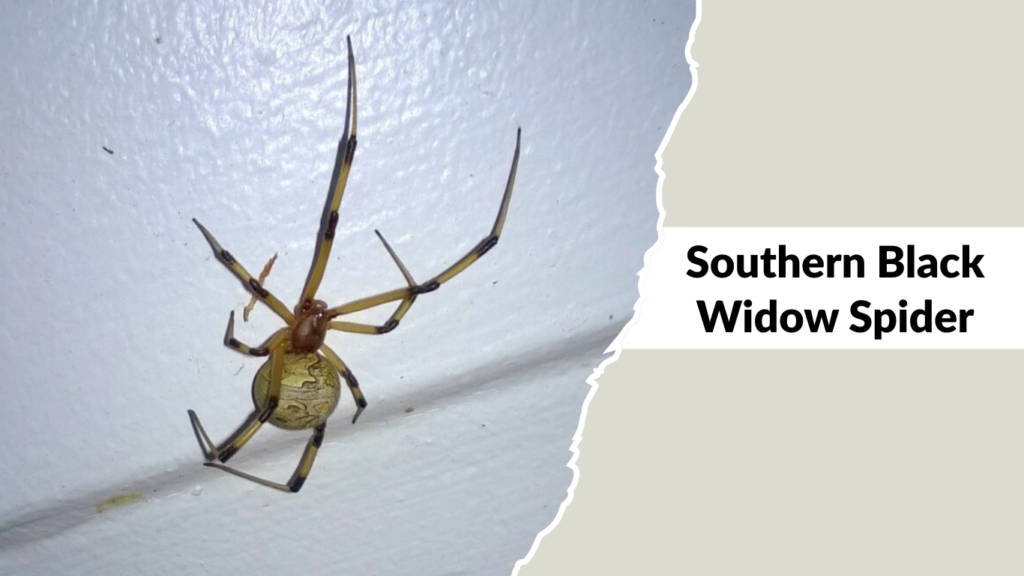Southern Black Widow Spider