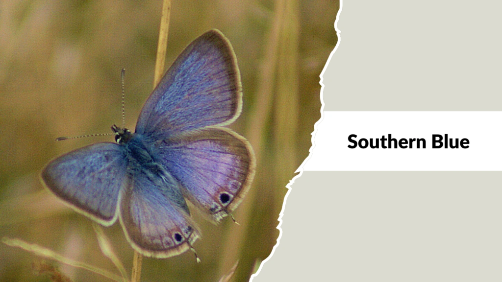 Southern Blue