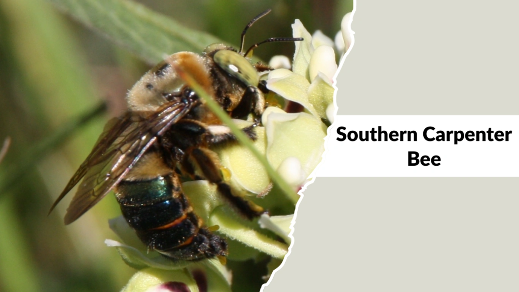Southern Carpenter Bee