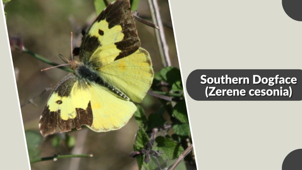 Southern Dogface (Zerene cesonia)