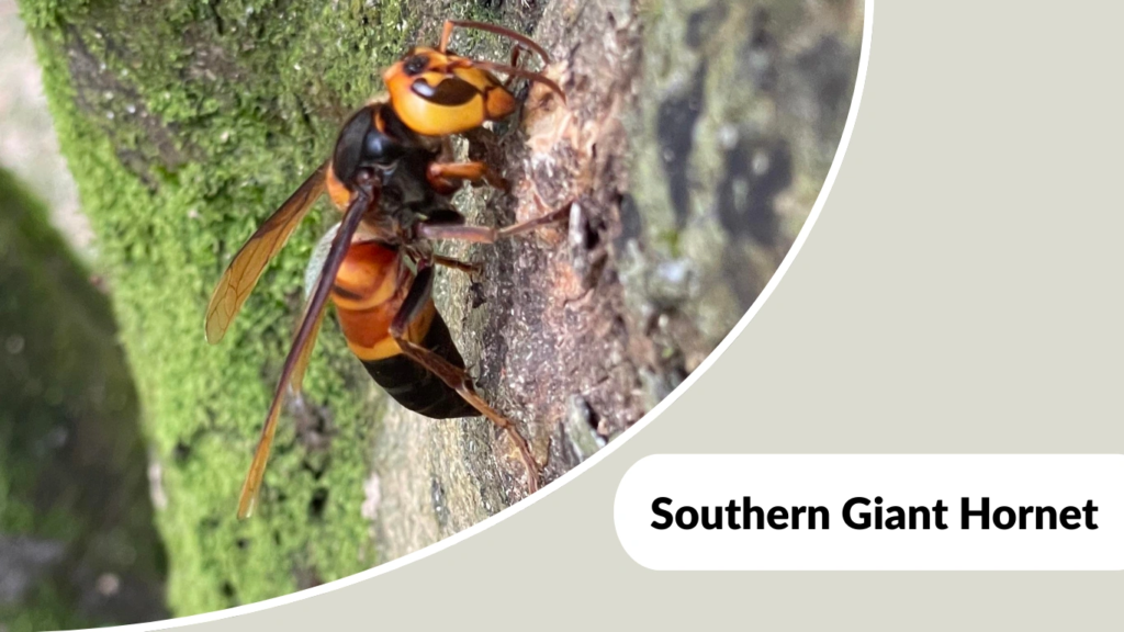 Southern Giant Hornet