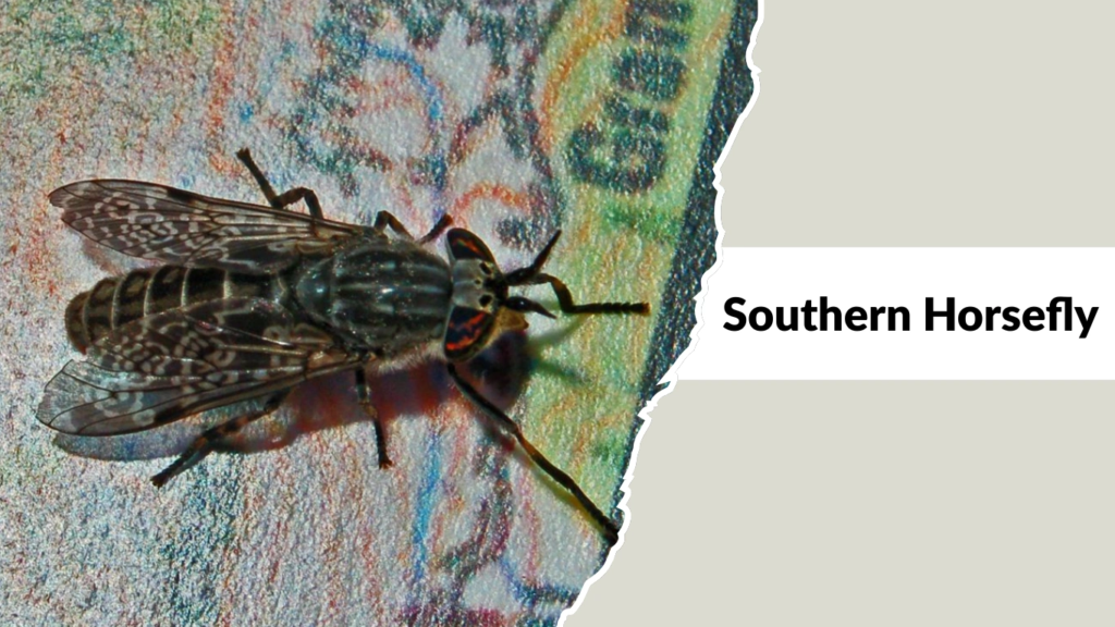 Southern Horsefly