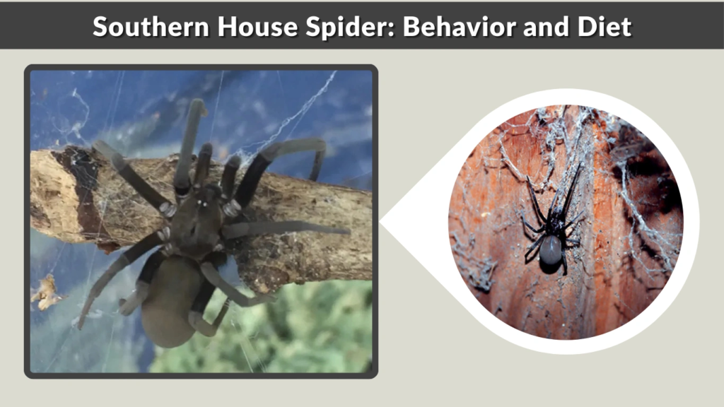 Southern House Spider Behavior and Diet