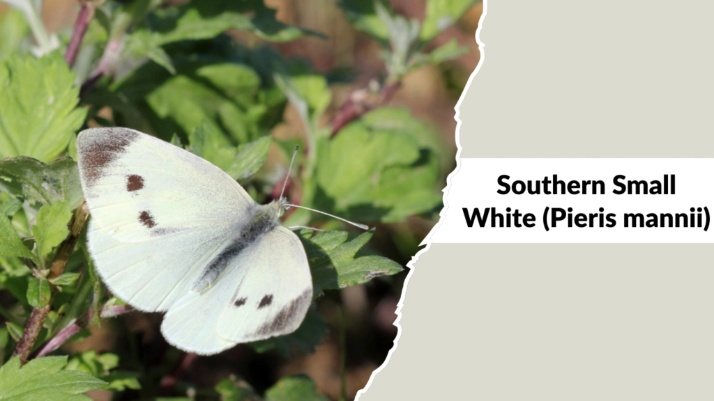 Southern Small White (Pieris mannii)