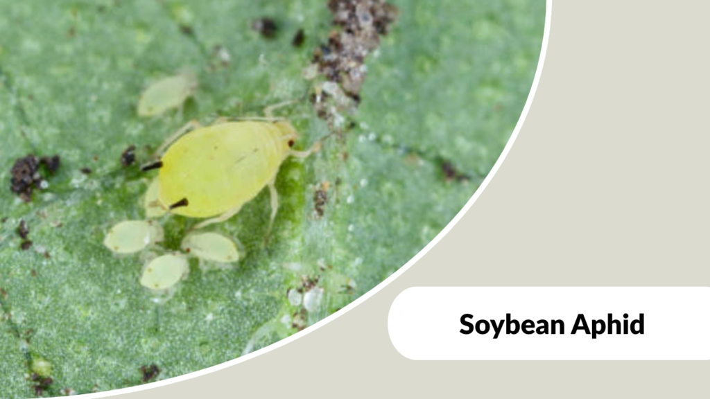Soybean Aphid