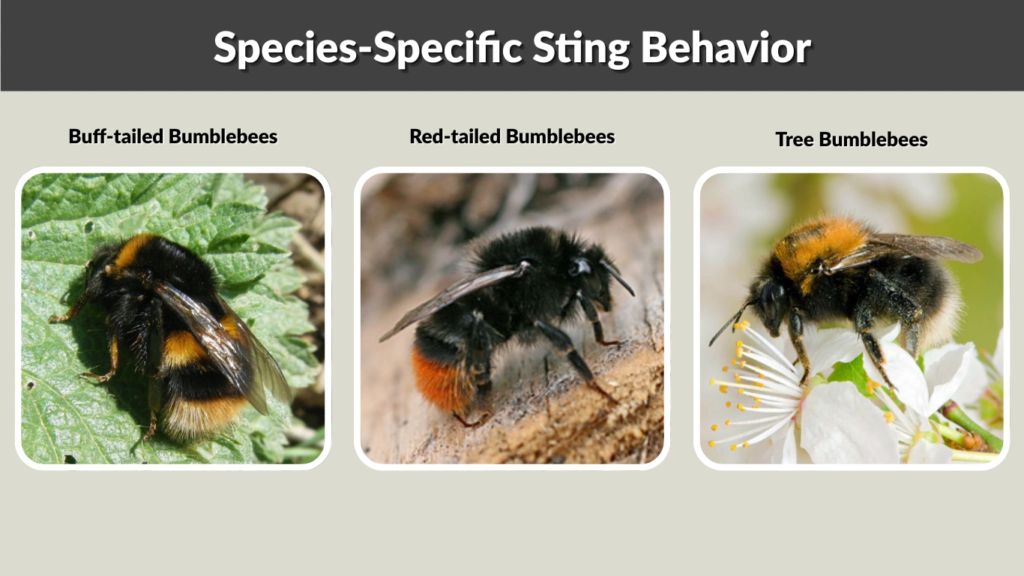 Species-Specific Sting Behavior