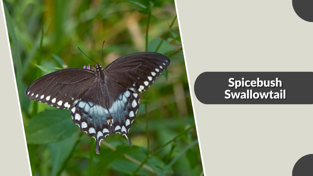 Spicebush Swallowtail