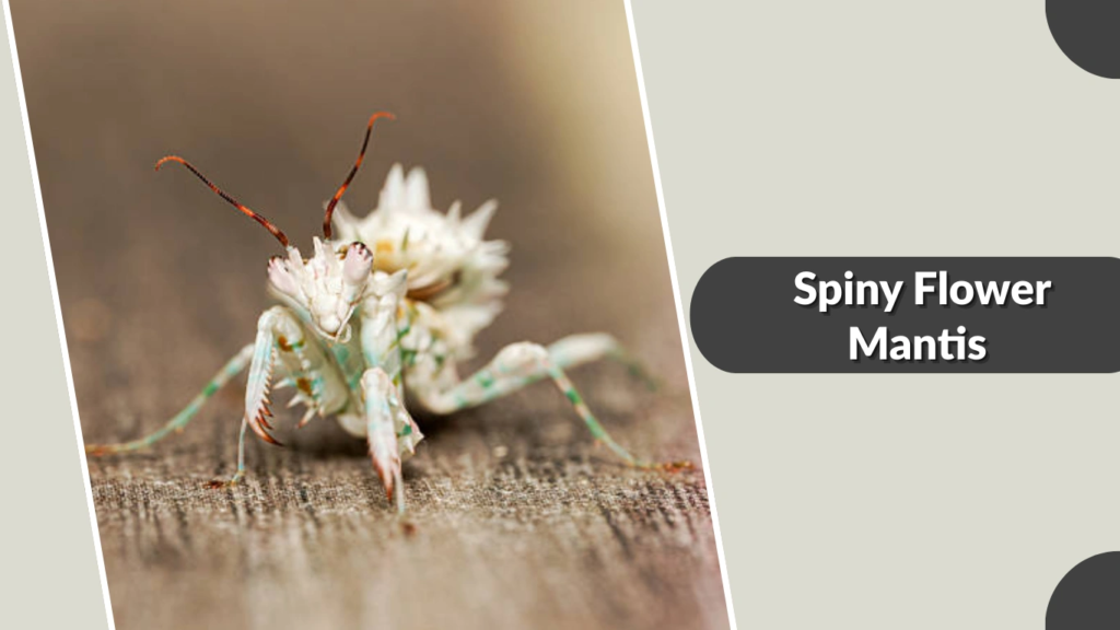 Spiny Flower Mantis 