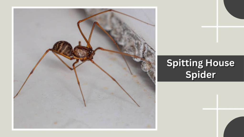 Spitting House Spider