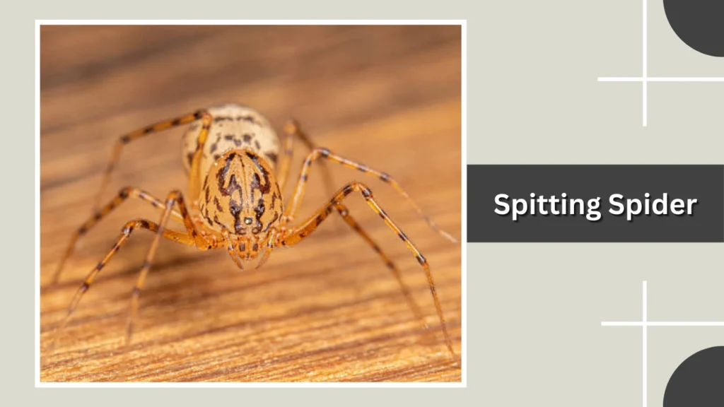Spitting Spider