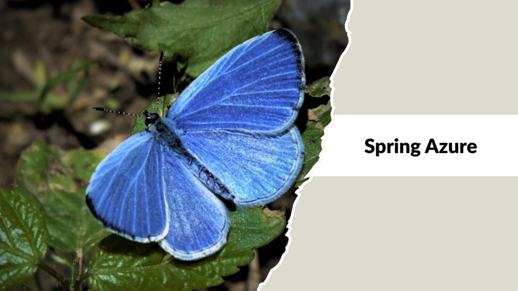 Spring Azure