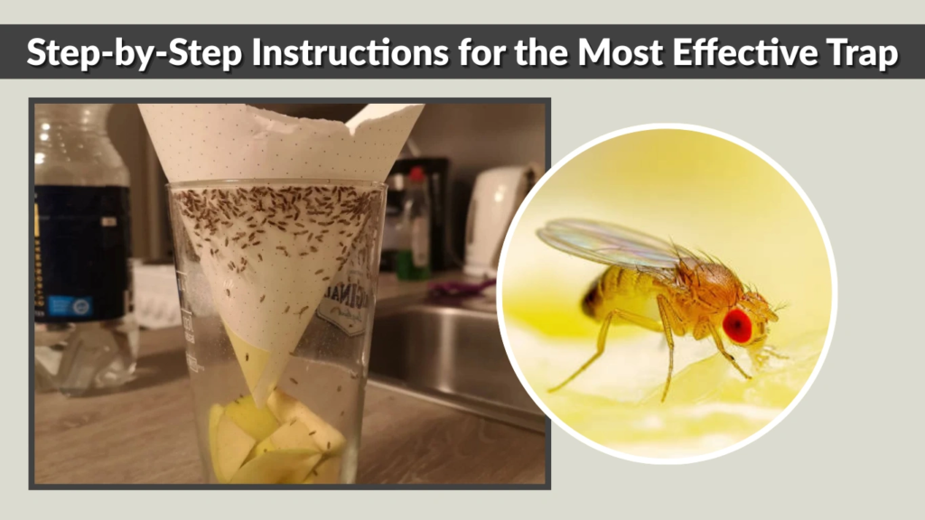 Step-by-Step Instructions for the Most Effective Trap