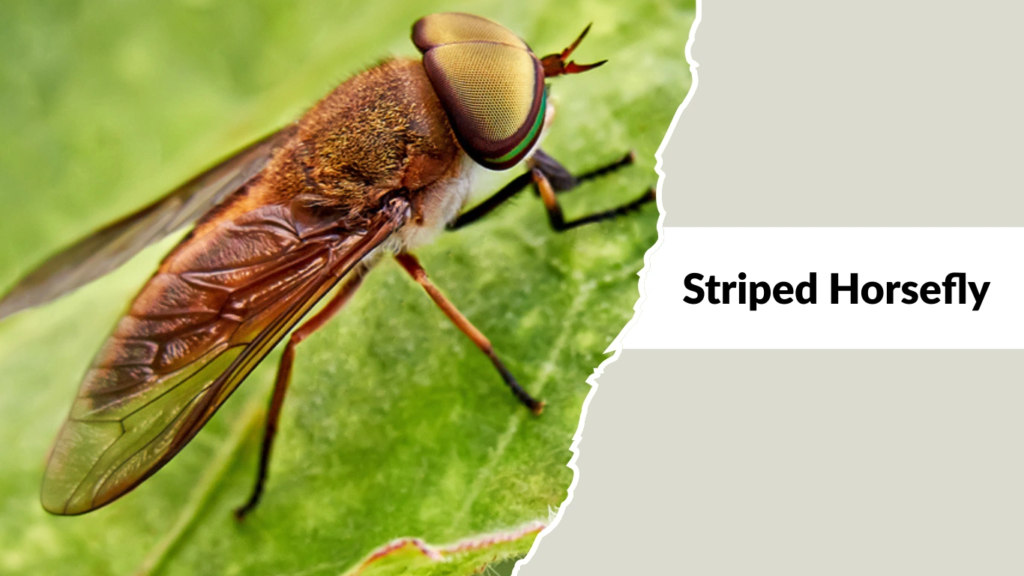 Striped Horsefly