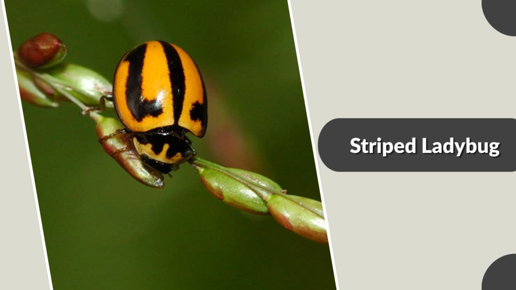 Striped Ladybug