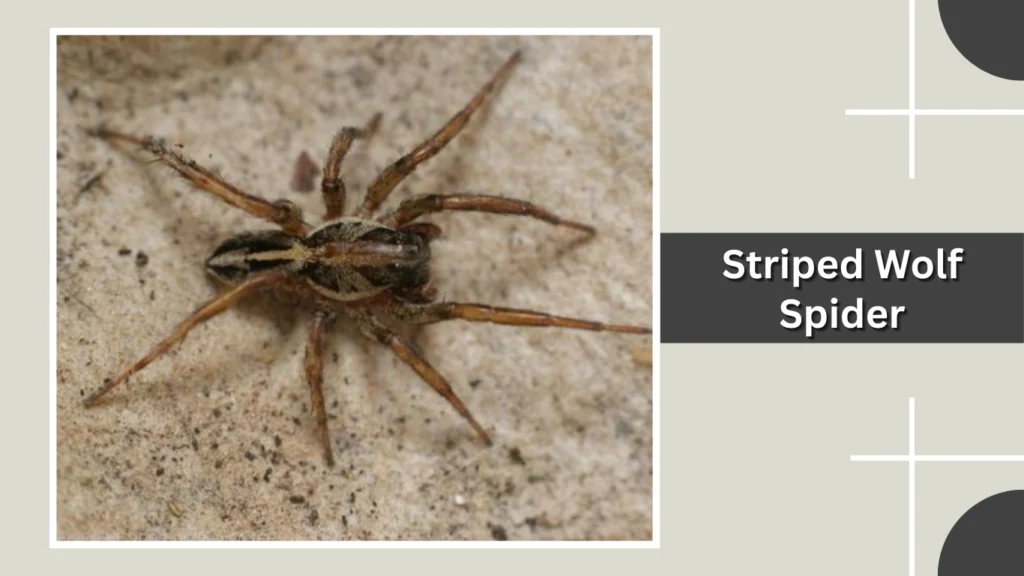 Striped Wolf Spider
