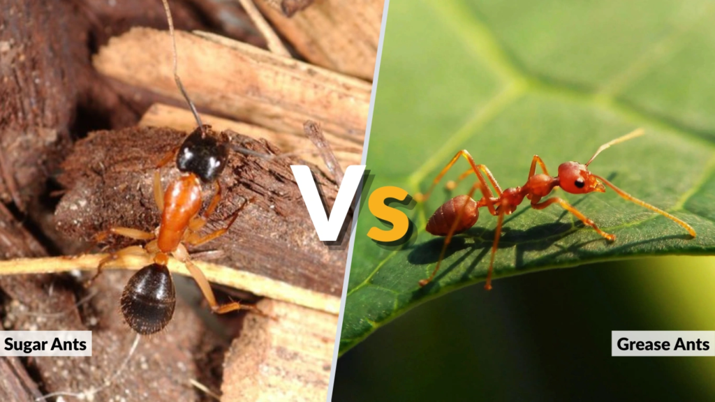 Sugar Ants vs Grease Ants