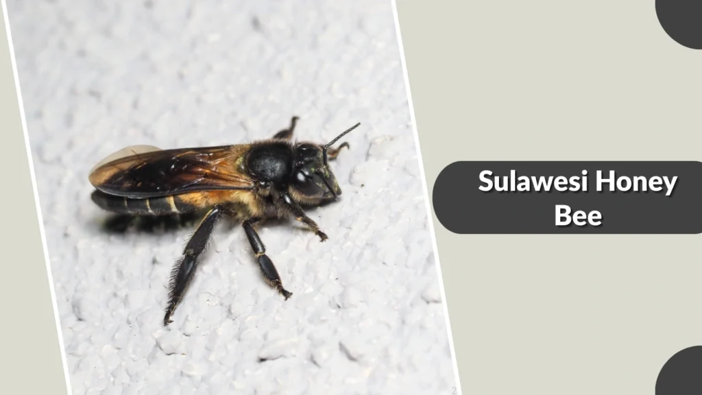 Sulawesi Honey Bee