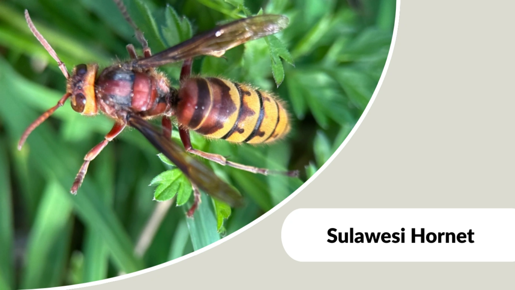 Sulawesi Hornet