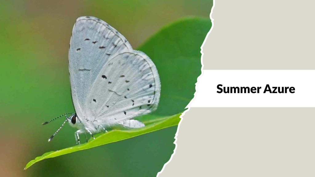 Summer Azure