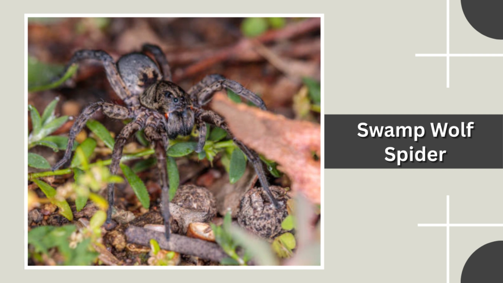 Swamp Wolf Spider
