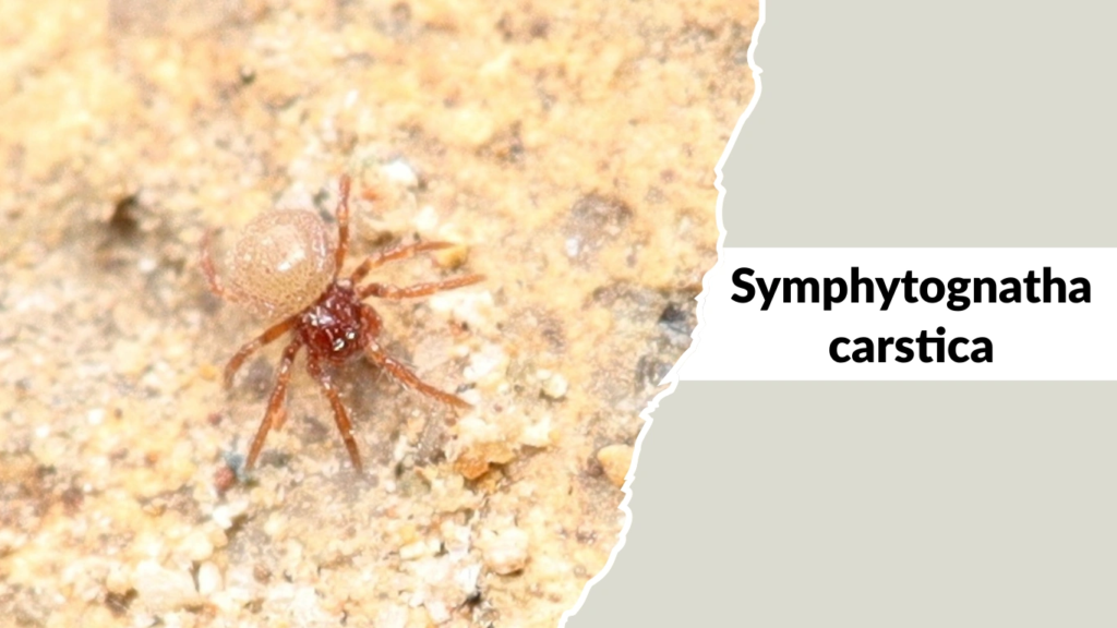 Symphytognatha carstica