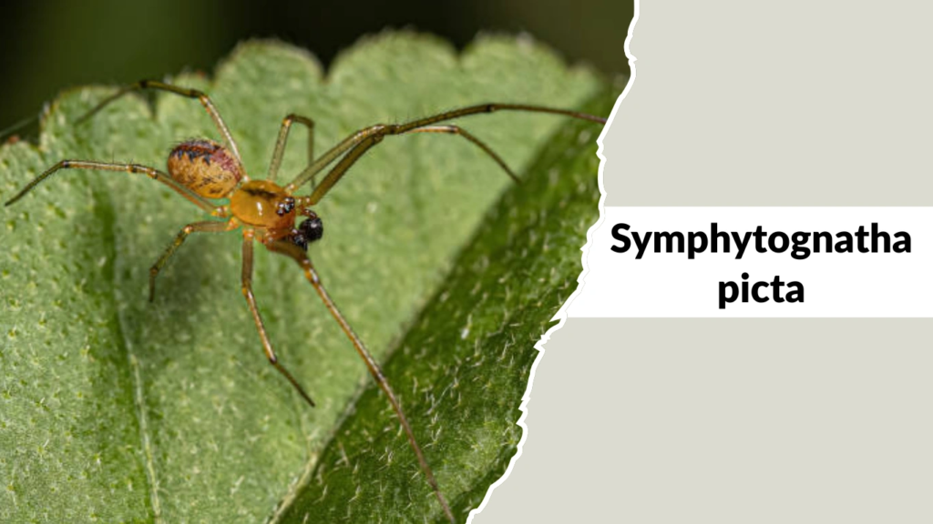 Symphytognatha picta