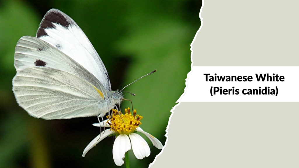 Taiwanese White (Pieris canidia)
