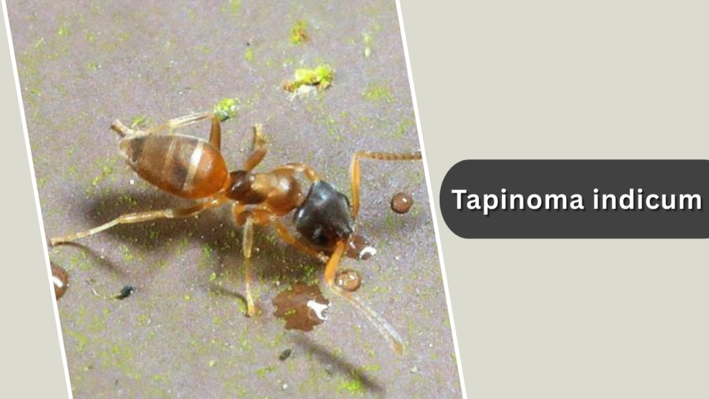 Tapinoma indicum