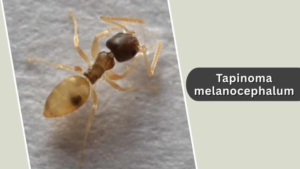 Tapinoma melanocephalum