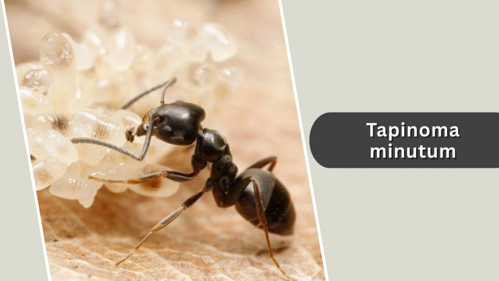 Tapinoma minutum