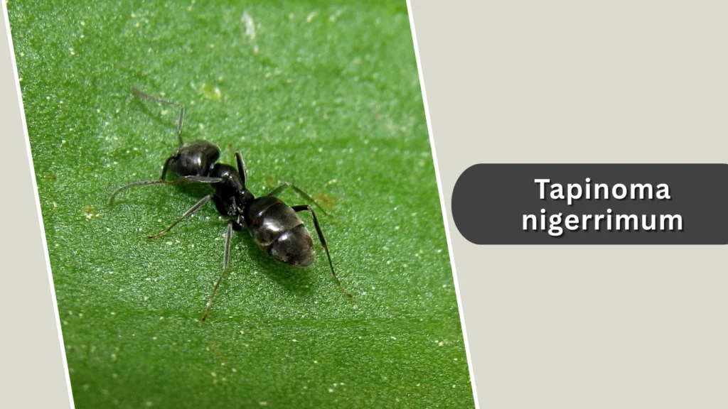 Tapinoma nigerrimum