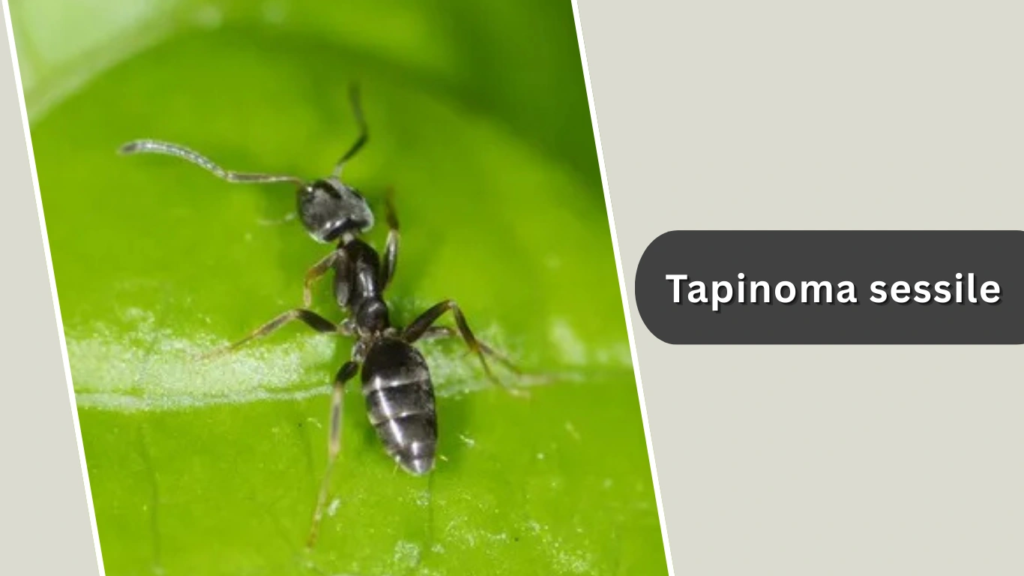 Tapinoma sessile
