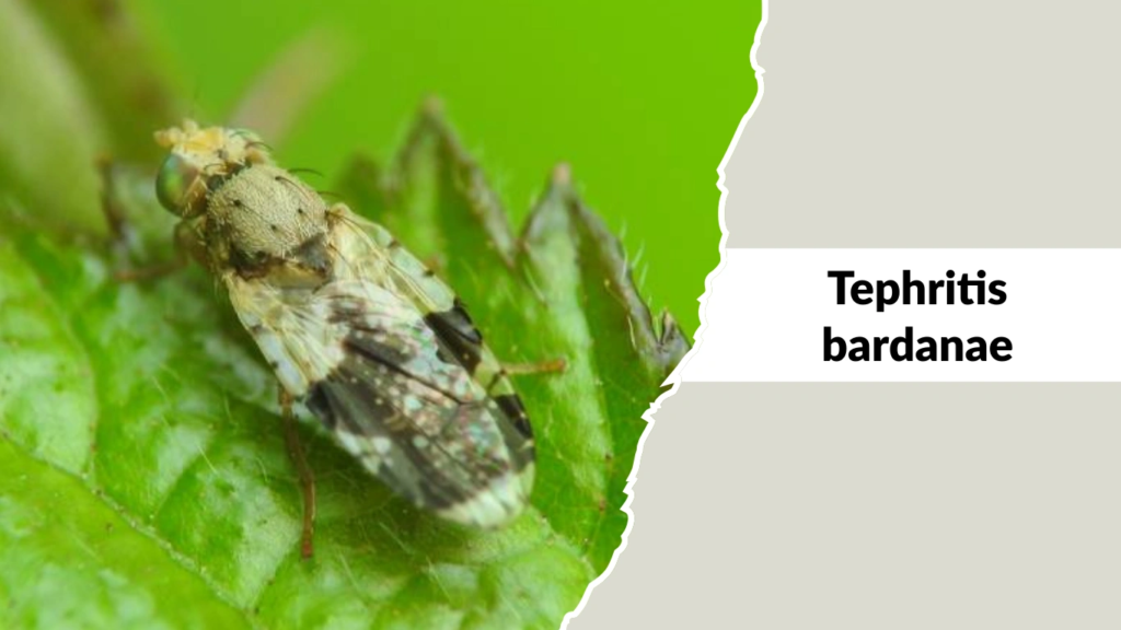 Tephritis bardanae