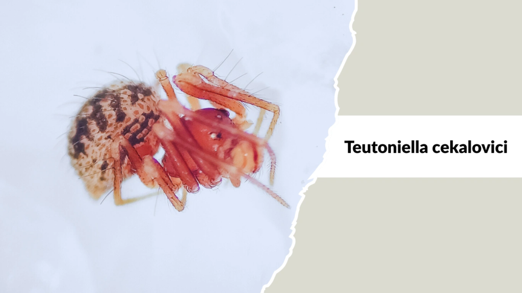 Teutoniella cekalovici