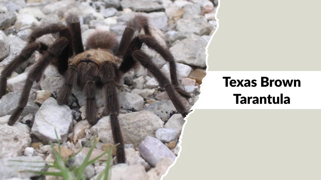 Texas Brown Tarantula