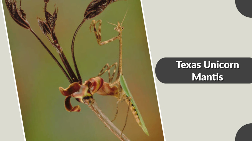 Texas Unicorn Mantis