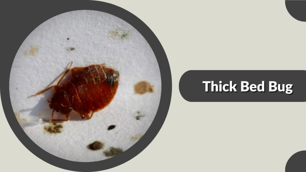 Thick Bed Bug