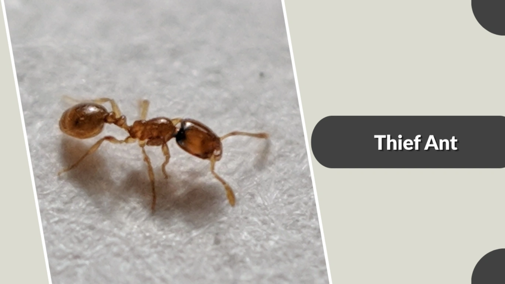 Thief Ant