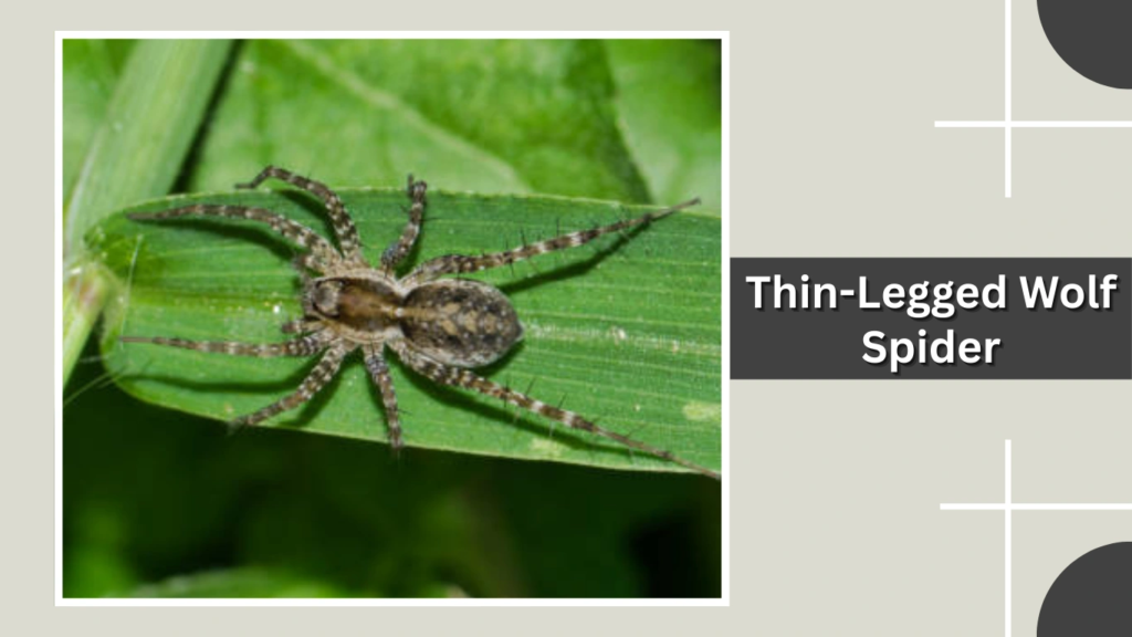 Thin-Legged Wolf Spider