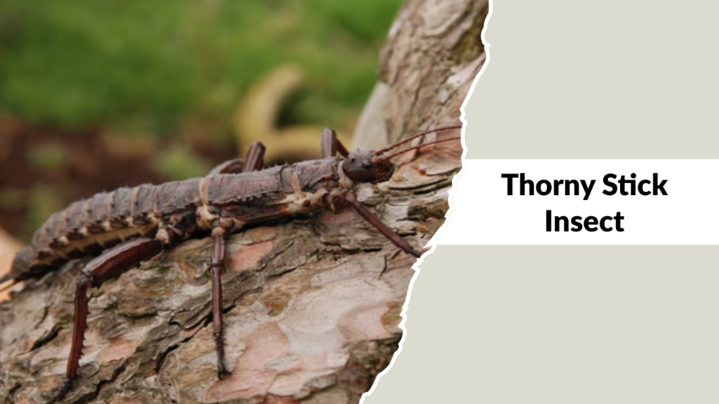 Thorny Stick Insect
