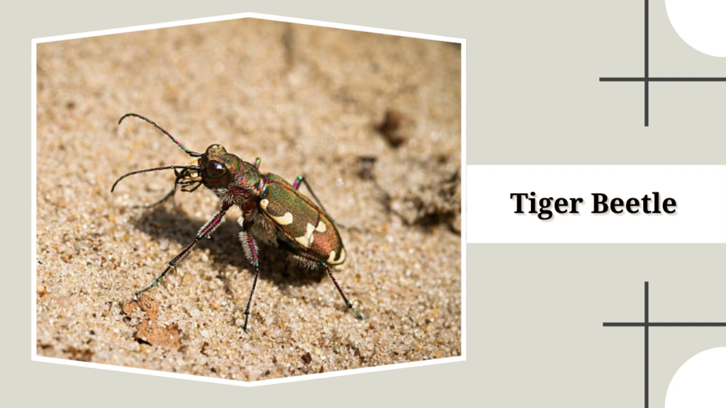 Tiger Beetle