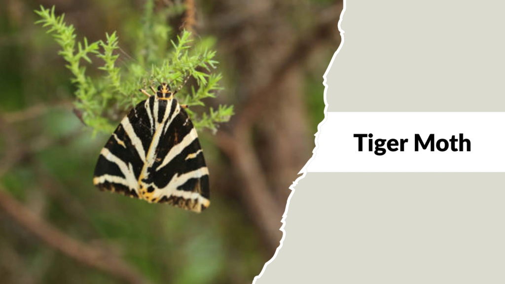 Tiger Moth