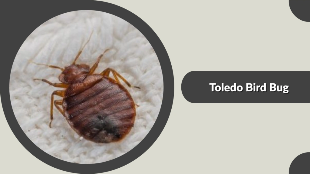 Toledo Bird Bug
