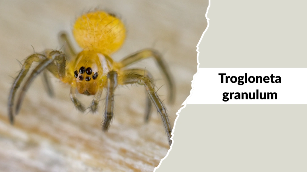 Trogloneta granulum