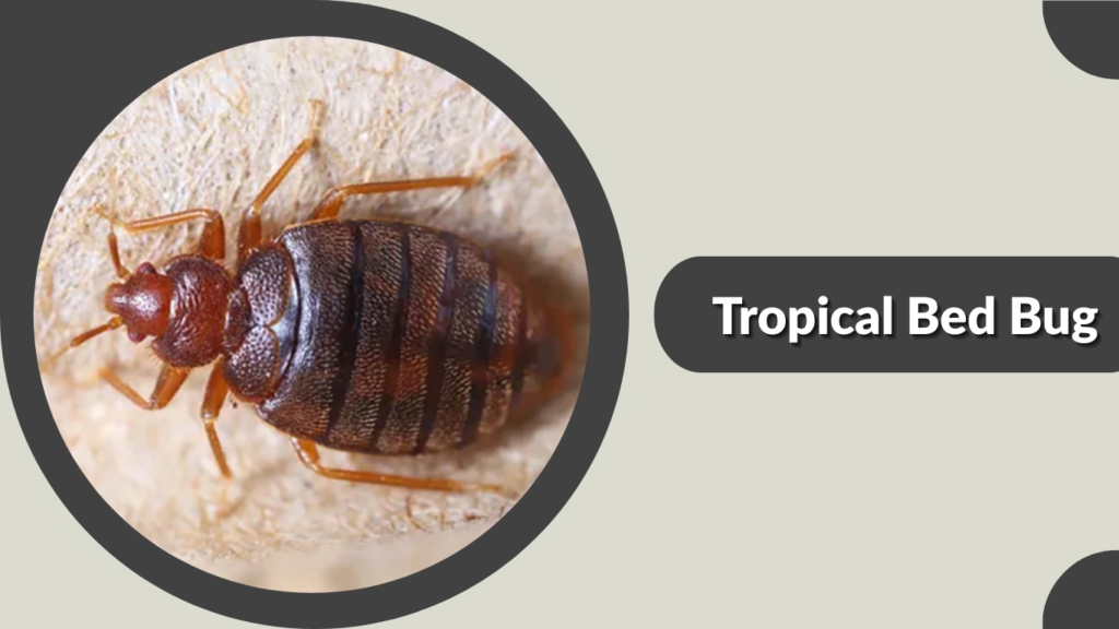 Tropical Bed Bug