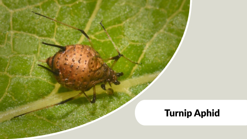 Turnip Aphid